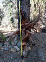 Bristlecone pine 2.jpg