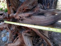 Bristlecone pine 3.jpg