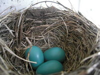American_Robin_nest_and_eggs.jpg
