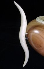6-leg worm holes.jpg