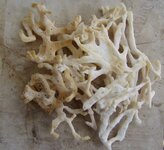 coral5.jpg