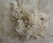 coral6.jpg