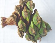 bunia6.jpg
