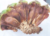 bunia7.jpg