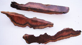 Mystery wood slices.JPG