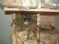 nest.jpg