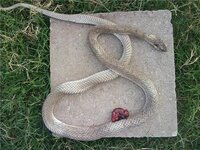 snake.jpg