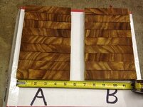 Elm Crotch  Resized.JPG