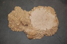 burl wood.jpg