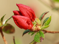 AzaleaBud.jpg