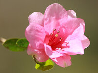 AzaleaFlower.jpg
