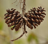 Pinecones.jpg