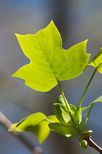 TuliptreeLeaf.jpg
