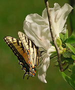 TigerSwallowtail.jpg