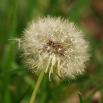 Dandelion.jpg