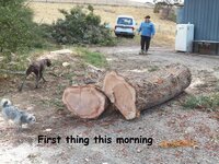 Siliky-Oak Slabbing 29-3-13 002.JPG