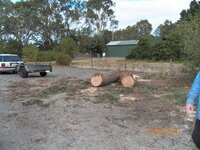 Siliky-Oak Slabbing 29-3-13 006.JPG Siliky-Oak Slabbing 29-3-13 006.JPG