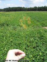 field_P1110677_YellowNutsedge.jpg