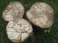 Spalted Hackberry 013.JPG