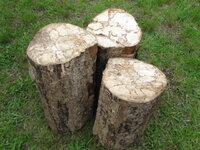 Spalted Hackberry 015.JPG
