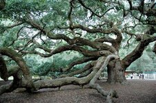angel_oak2_400 (Small).jpg