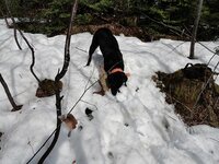 Riley Finds One In The Snow X.jpg