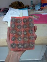 IMG_20130711_135331.jpg