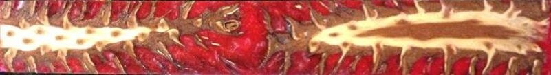 Red Pinecone.jpg