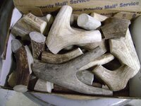 Antler.jpg.jpg
