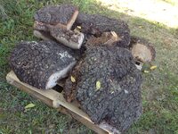Oak Burls3.jpg