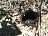 NEST 1.JPG