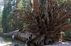 Sequoia_FallenMonarch.jpg