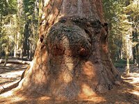 Sequoia_Burl.jpg