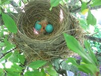 robins nest 001.jpg