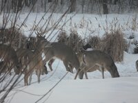 2013 pen deer.jpg