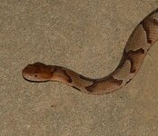 snake 2.JPG