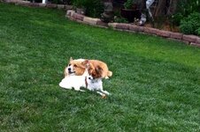 IMG_0176.JPG IMG_0176.JPG