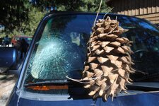 coulter pine cone.jpg