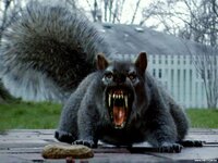 Angry-squirrel-1024-768.jpg