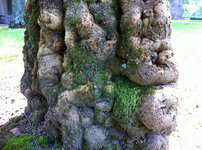Oak-Burl-Tree.jpg