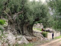 Olivetree_1500yrs.jpg