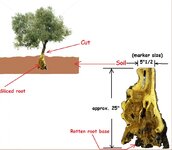 Italian root on a tree.jpg