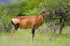 Red-Hartebeest1 (mornevj).jpg