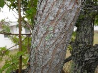 Brillzian Pepper1.jpg