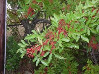 Brillzian Pepper2.jpg