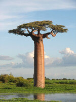 BaobabTree_1.jpg