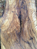 olive grain1.jpg