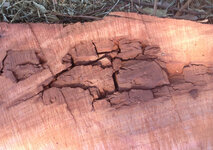 redgum slab coal1.jpg