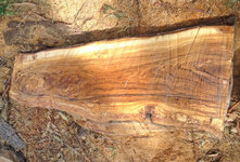 olive slab1.jpg