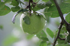 0014a - apple (1).jpg